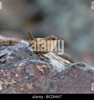 Shetland Wren auf Felsen Stockfoto