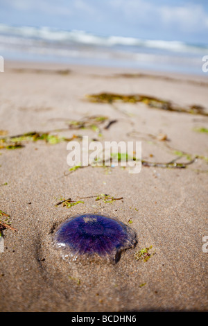 Lila Quallen angespült am Strand von Whitsand Bay in Cornwall Stockfoto