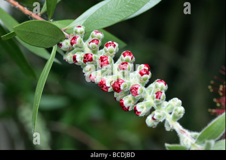 Makro-Foto zeigt eine Bottlebrush Blüte mit roten Fillaments, die nur erscheinen und die Blütenblätter Vissible öffnen Stockfoto