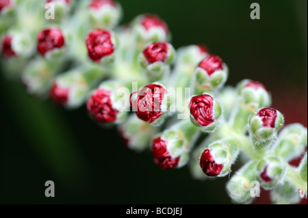 Makro-Foto zeigt eine Bottlebrush Blüte mit roten Fillaments, die nur erscheinen und die Blütenblätter Vissible öffnen Stockfoto