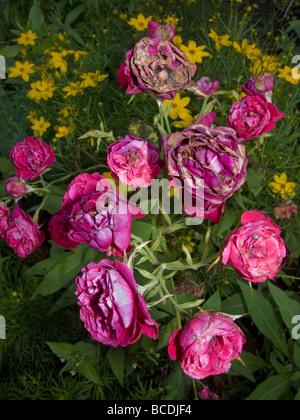 Sterbende und Tote Miniatur Rosen in einem Gemeinschaftsgarten in New York am Mittwoch, 1. Juli 2009 Richard B Levine Stockfoto