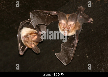 Sundevall Blatt-gerochene Bat Hipposideros Caffer Taken in Mkuze Game Reserve Stockfoto