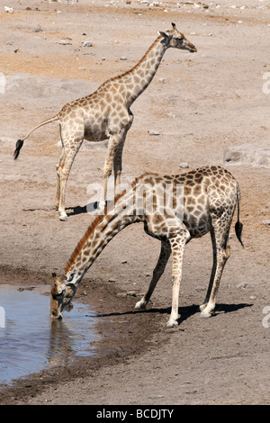 Angolanische Giraffe Giraffa Plancius Angolensis an ein Wasserloch In Etosha National Park, Namibiba Stockfoto