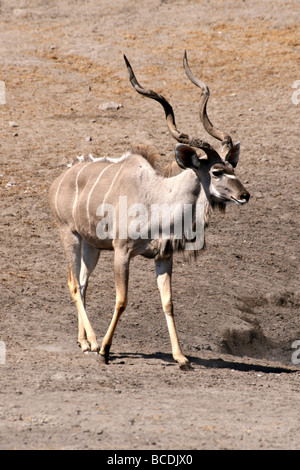 Bull mehr Kudu Tragelaphus Strepsiceros In Etosha Nationalpark, Namibia Stockfoto