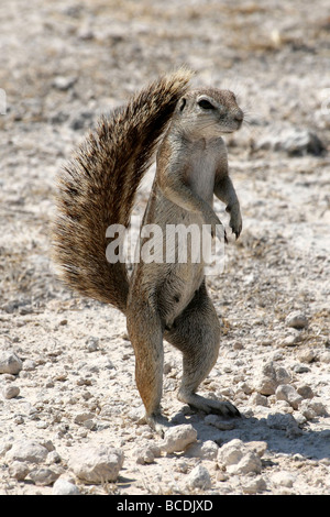 Kap-Borstenhörnchen Xerus Inauris Standding auf Its Hind Beine im Etosha Nationalpark, Namibia Stockfoto