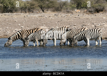 Fünf Ebenen Zebra Equus Quagga Burchelli trinken in A Wasserloch im Etosha NP, Namibia Stockfoto