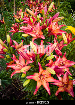 Lilien in einer Gemeinschaft Garten im New Yorker Stadtteil Chelsea auf Sonntag, 28. Juni 2009 Richard B Levine Stockfoto