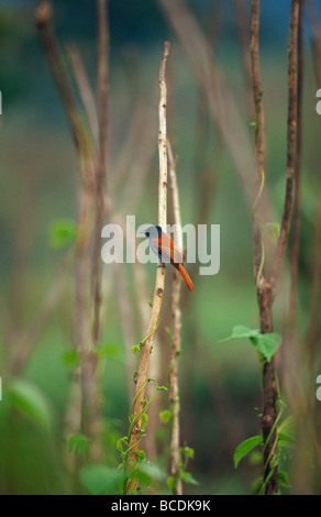 Eine afrikanische Paradise Flycatcher jagen Insekten in eine Hof-Feld. Stockfoto