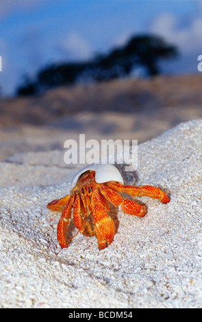 Eine Erdbeere Land Einsiedlerkrebs aus seine Schale auf einem Sandstrand. Stockfoto