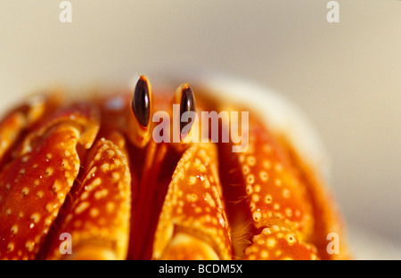 Erdbeer-Land Einsiedlerkrebs mit Augen auf den Stielen späht aus seiner Schale. Stockfoto