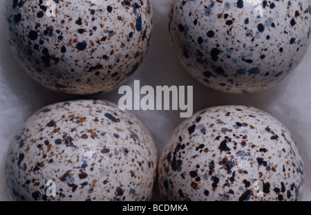 Eine Sammlung von vom Aussterben bedrohten Buff-Breasted Taste Wachteleiern. Stockfoto