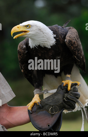 Weißkopfseeadler auf dem Handschuh ein Falkner Stockfoto