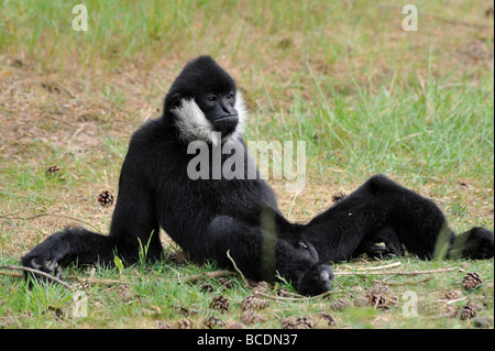 Männlichen weißen Wangen Gibbon Nomascus Leucogenys in einer lustigen pose Stockfoto