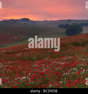 Sonnenuntergang über den Mohnfeldern am Cranborne Chase, Dorset Stockfoto