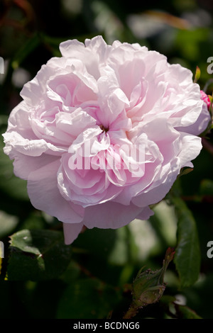 Rosa 'Fantin Latour' UK Stockfoto