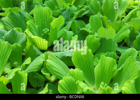 Wasser Salat Wasser Kohl Shellflower Bahnfahrer Stratiotes hautnah Stockfoto