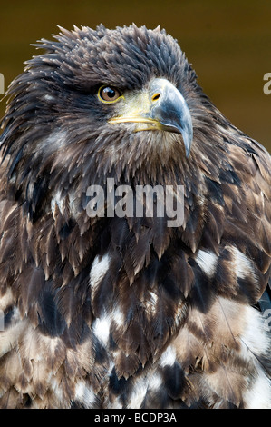 Ein prächtiger junger Weißkopfseeadler im Falconry Centre Birmingham UK Stockfoto