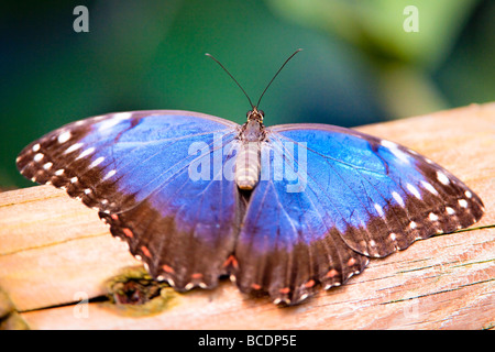 blauen Morpho Schmetterling (lat. Morpho Peleides) mit offenen Flügeln Stockfoto