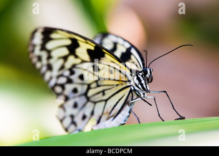 weißen Baum Nymth Schmetterling (lat. Idee Leuconoe) Makro Stockfoto