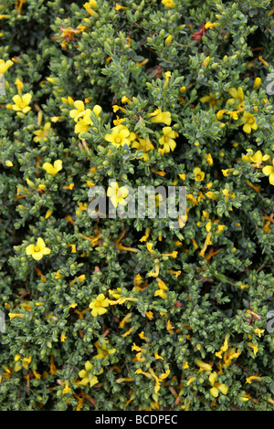 Johanniskraut, Hypericum aegypticum, Hypericaceae. Mittelmeer Stockfoto