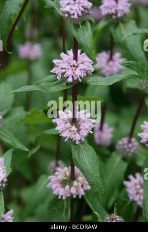 Phlomis Tuberosa 'Amazone', Lamiaceae. Trivialnamen sind Jerusalem Salbei und Lampwick Pflanze. Stockfoto