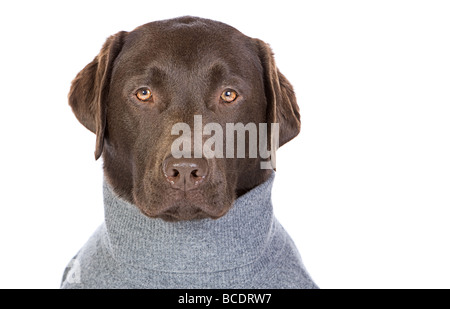 Isolierte Schuss ein hübscher Chocolate Labrador im grauen Pullover Stockfoto