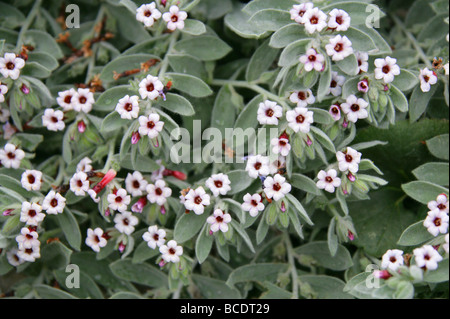 Gab Oreodoxa, Boraginaceae, Türkei, West-Asien Stockfoto