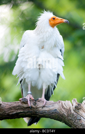 Captive Schmutzgeier Lat Neophron percnopterus Stockfoto