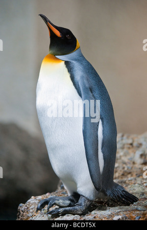 Kaiserpinguine Lat Aptenodytes Forsteri auf einem Felsen stehend Stockfoto