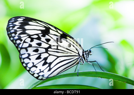 weißen Baum Nymphe Schmetterling (Lat Idee Leuconoe) mit Grün aus Fokus Hintergrund Stockfoto