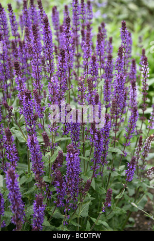 Woodland-Salbei, Balkan Clary, Steppen-Salbei, Salvia Nemorosa 'Wesuwe', Lamiaceae Stockfoto