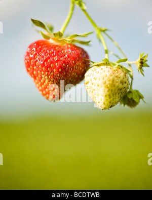 Pflückt Erdbeeren auf einem Bauernhof im ländlichen Wisconsin. Stockfoto