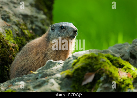 Alpine Marmot Lat Marmota Marmota sitzt auf einem Felsen mit Grün aus Fokus Hintergrund Stockfoto