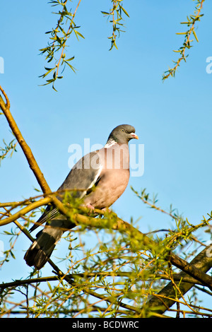 Woodpigeon setzte sich in Äste eines Baumes auf sonnigen Abend im Frühjahr mit blauen Himmel im Hintergrund Stockfoto