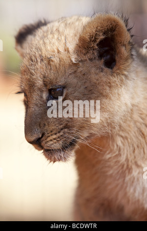 Kleinen Löwenjunges Stockfoto