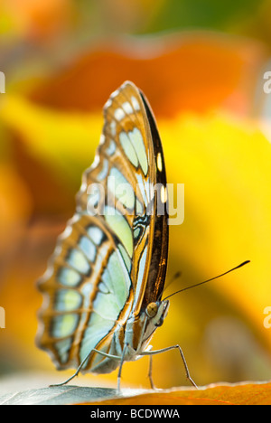 Malachit Schmetterling Lat Siproeta Stelenes mit Coloful Hintergrund Stockfoto