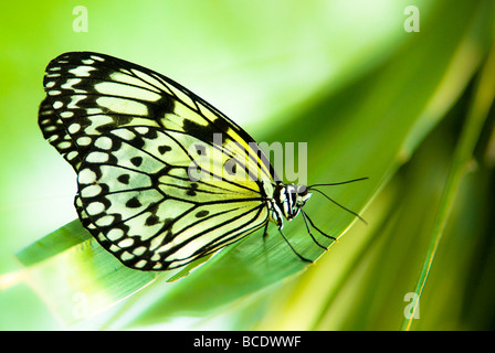 weißen Baum Nymphe Schmetterling Lat Idee Leuconoe mit Grün aus Fokus Hintergrund Stockfoto