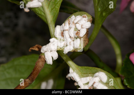 Hortensie Schildläuse auf Blatt der Pflanze Pulvinaria hydrangeae Stockfoto