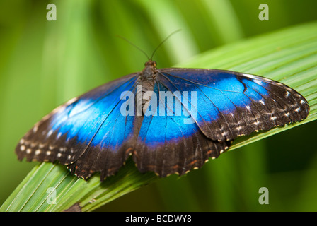 blauen Morpho Schmetterling Lat Morpho Peleides mit offenen Flügeln auf einem Blatt Stockfoto