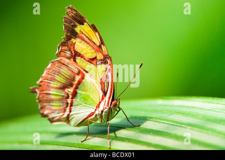 Malachit Schmetterling (Lat Siproeta Stelenes) auf ein grünes Blatt mit Blured Hintergrund Stockfoto