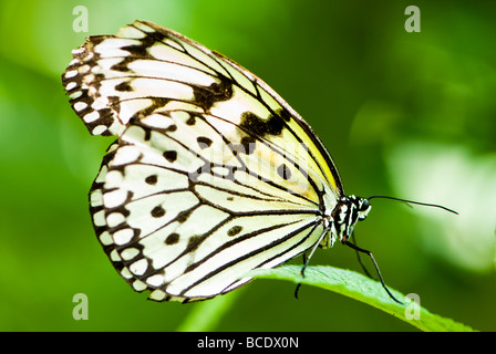 weißen Baum Nymphe Schmetterling Lat Idee Leuconoe mit Grün aus Fokus Hintergrund Stockfoto