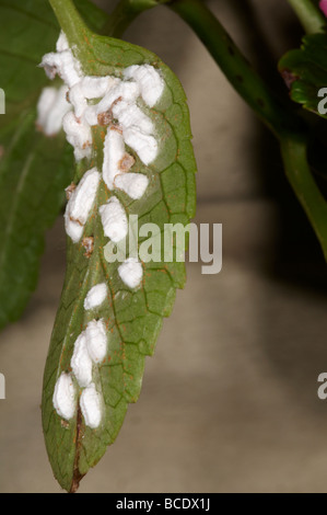 Hortensie Schildläuse auf Blatt der Pflanze Pulvinaria hydrangeae Stockfoto