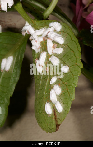 Hortensie Schildläuse auf Blatt der Pflanze Pulvinaria hydrangeae Stockfoto