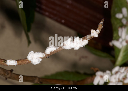 Hortensie Schildläuse auf Blatt der Pflanze Pulvinaria hydrangeae Stockfoto