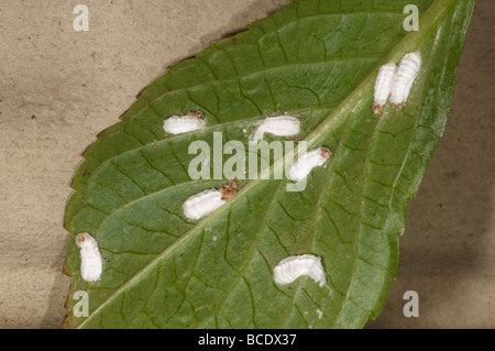 Hortensie Schildläuse auf Blatt der Pflanze Pulvinaria hydrangeae Stockfoto