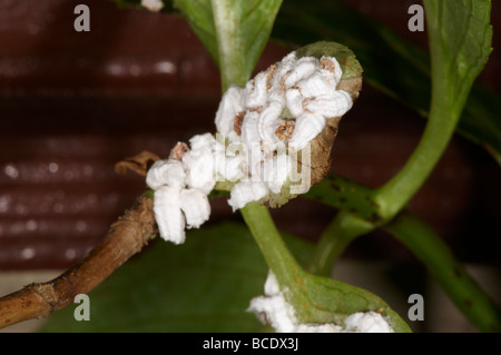 Hortensie Schildläuse auf Blatt der Pflanze Pulvinaria hydrangeae Stockfoto