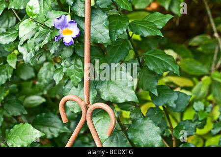 Thunbergia Erecta Kings Mantel Leben Pflanze lebendige lila Trompete geformte Blumen zwischen den Blättern Stockfoto