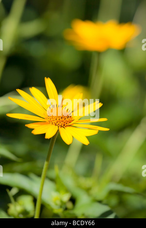 Gelbe Gerbera Daisy, Manitoba, Kanada Stockfoto