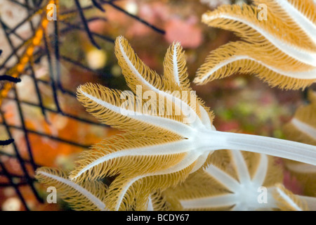 Diese Nelken Polyp, Handschuh Polypen oder winken Hand Polyp ist Teil eines Korallenriffs in der Flores-See in der Nähe von Insel Komodo, Indonesien. Stockfoto