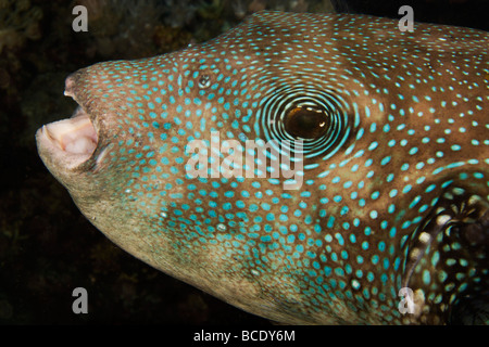 Headshot eines offenen Mund Blue-Spotted Puffer Fische schwimmen durch ein Korallenriff in der Flores See in der Nähe von Insel Komodo, Indonesien. Stockfoto